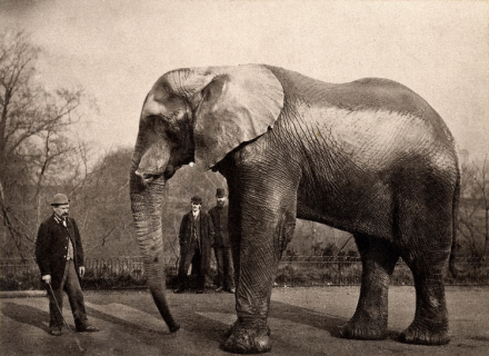 AB_jumbo